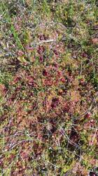 IMG_20250704_091957.thumb.jpg.54ee8a471c90f0fae2e30a337e4c692f.jpg