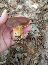 IMG_20250705_134228.thumb.jpg.d328c7f2d35bb9bcd93c887d221ad65d.jpg