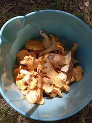 IMG_20250705_135306.thumb.jpg.fdaacdae880a47ae24840ce72cc5ffc4.jpg