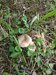 IMG_20250705_150115.jpg