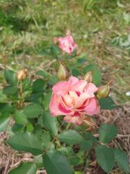 IMG_20250705_153123.thumb.jpg.3d9d2ad1edfe83ee57269ec0356e2791.jpg