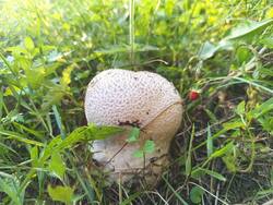 IMG_20250705_184259.jpg