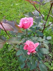 IMG_20250705_204553_1.jpg