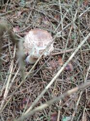 IMG_20250706_103437.jpg