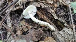IMG_20250706_114521.thumb.jpg.d2c5c5ce093e01c9c14a7a75772577b3.jpg