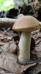IMG_20250706_120311.thumb.jpg.c03669f24c2c68d6fb1ca69228aa68e4.jpg
