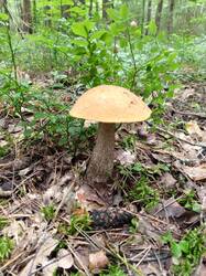 IMG_20250706_135622.thumb.jpg.1c88357d2b9cc0cb1b5c2df7b3b2a45c.jpg