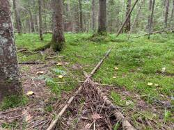 IMG_20250706_140345.thumb.jpg.4abb331e4910b23c4532ebc95a319d96.jpg
