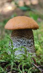 IMG_20250706_141251.jpg