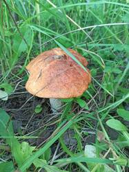 IMG_20250706_141316.jpg