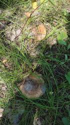 IMG_20250706_141526.jpg