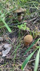 IMG_20250706_141724.jpg