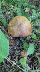 IMG_20250706_141824.jpg
