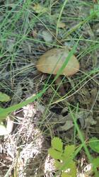 IMG_20250706_142240.jpg
