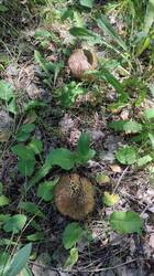 IMG_20250706_142333.jpg
