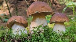 IMG_20250706_142455.jpg
