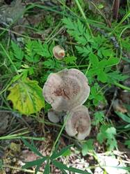 IMG_20250706_143659.jpg