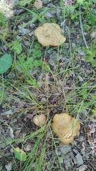 IMG_20250706_144408.jpg