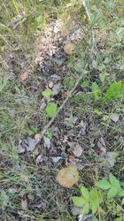 IMG_20250706_145417.jpg