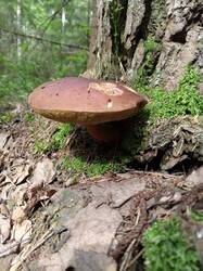 IMG_20250706_145948.thumb.jpg.8173197cab58f141a5bf35f1c1d3f7d8.jpg