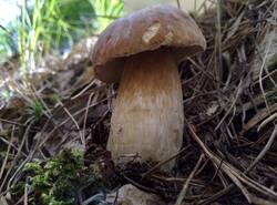 IMG_20250706_152040_gcam_3.2.thumb.jpg.a61676cf9989ec7069b5292bf6bc7b8e.jpg
