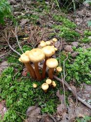 IMG_20250706_153607.thumb.jpg.2d7d3e9e88879da0d892101034f00b46.jpg