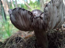 IMG_20250706_161013_gcam_3.2.thumb.jpg.595655444e79a5182efeed8c90d69088.jpg
