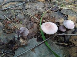 IMG_20250706_181852_gcam_3.2.thumb.jpg.b868e092956e015aa141f230f191a807.jpg