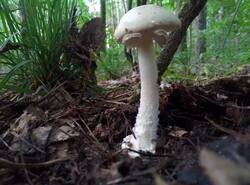 IMG_20250706_182042_gcam_3.2.thumb.jpg.110b76e7d20f00cbd721de7c300fcde6.jpg