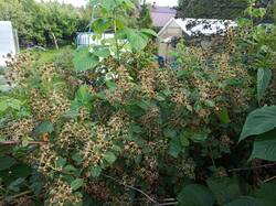 IMG_20250706_192945.jpg