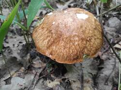 IMG_20250707_081329.thumb.jpg.ce3c338e71e76b670b73f2f1c50d8a1f.jpg