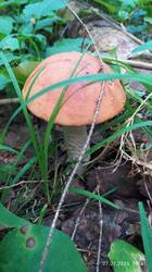 IMG_20250707_194139.jpg