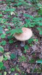 IMG_20250707_194513.jpg