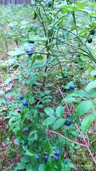 IMG_20250707_202851.jpg