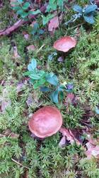 IMG_20250707_205004.jpg