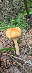IMG_20250708_064459_178.thumb.jpg.8d375fe10dff88b8cf524dc13187d886.jpg