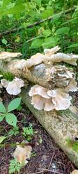 IMG_20250708_072353_713.thumb.jpg.ce0963ccdd31ef92140cad93a84a024b.jpg