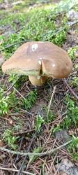 IMG_20250708_081525_532.thumb.jpg.1a879c392f3432aa4426a50baab1ac5a.jpg
