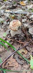 IMG_20250708_082816_407.thumb.jpg.be1a774889777b473cdf0a51ac1aa9f9.jpg
