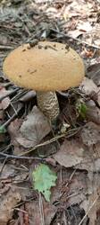 IMG_20250708_094509_039.thumb.jpg.534d422787c9ca60d370ddd330c75c9c.jpg