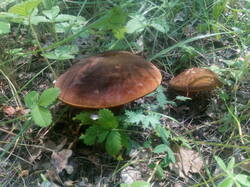 IMG_20250708_134547.thumb.jpg.a9c6738d3cbb6a1b752ce02c03712a44.jpg