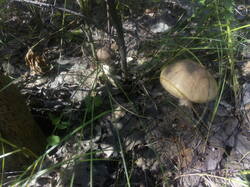 IMG_20250708_160730.thumb.jpg.c61ec56a4f27ddd145d3ae78c04727ae.jpg