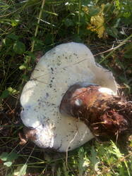 IMG_20250708_165950.thumb.jpg.eed483d053e80f5e3246f4def695486d.jpg