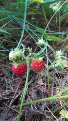 IMG_20250708_192347.jpg