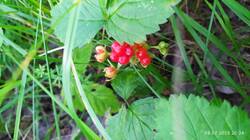 IMG_20250708_203455.jpg