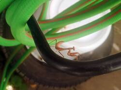 IMG_20250709_173840_235.thumb.jpg.dd47e5e6c4eb11cfb59fa38dfe614beb.jpg