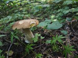 IMG_20250710_102237.thumb.jpg.e403c8ddec84c7a5a06075439912bb69.jpg