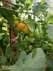 IMG_20250713_082535.jpg