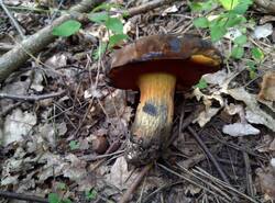 IMG_20250713_093523_gcam_3.2.thumb.jpg.3e0cf0b659b8acc787edca5059cedeb5.jpg