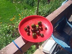 IMG_20250714_123334.thumb.jpg.473fc5ba8e8a3a6f75b859f98e2b6429.jpg